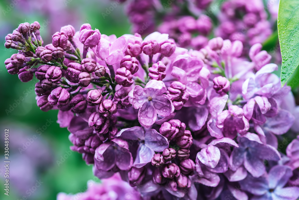 Spring lilac flowers Spring lilac flowers