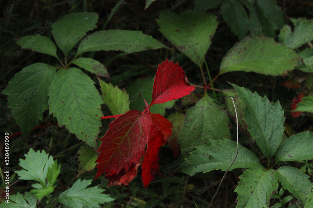 red green leaves red green leaves