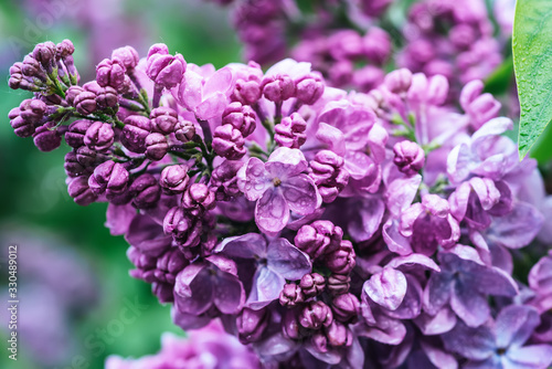 Spring lilac flowers