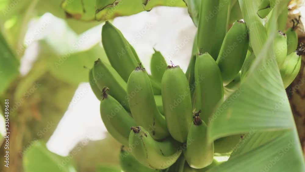 Growing bunch of bananas in the garden in 4k slow motion 60fps Growing bunch of bananas in the garden in 4k slow motion 60fps
