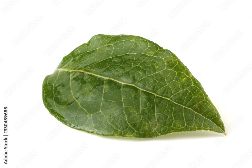 Obraz premium Blueberry and leaf