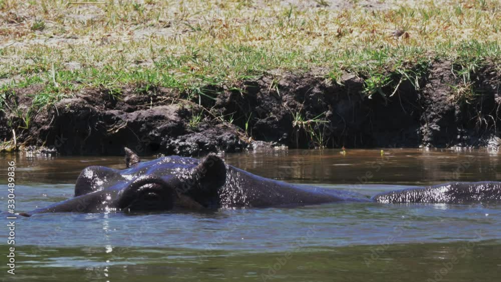 A hippo raising it's head above the water by the riverbank - close up A hippo raising it's head above the water by the riverbank - close up
