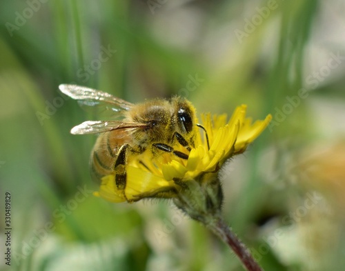 honey bee collecting nectar on yellow flower © Paolo
