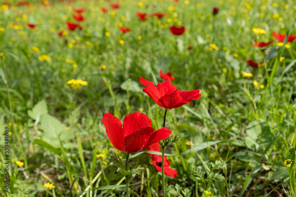 blooming of red anemone flowers on green spring meadow blooming of red anemone flowers on green spring meadow