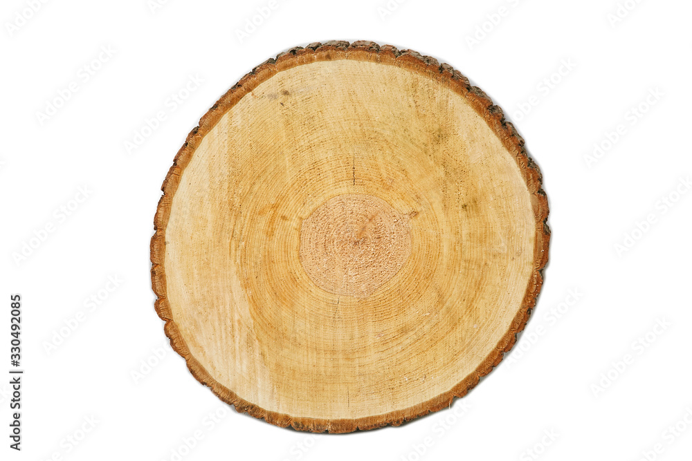Sawed a natural tree with bark. The stump of a young tree, top view. Isolated Sawed a natural tree with bark. The stump of a young tree, top view. Isolated