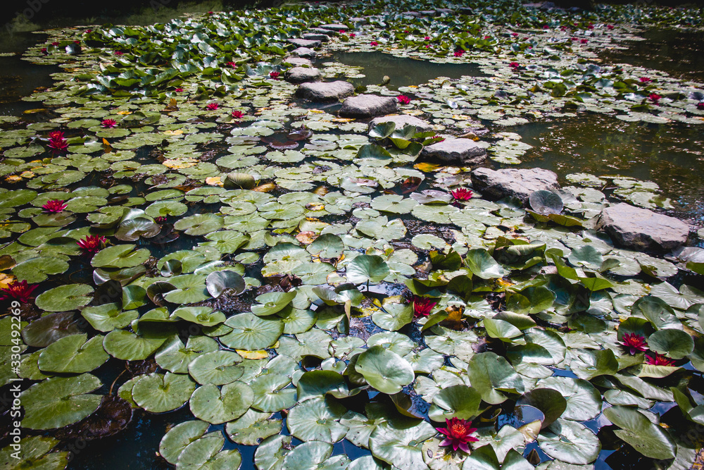 Vista general de un lago lleno de nenúfares con flores de colores Vista general de un lago lleno de nenúfares con flores de colores