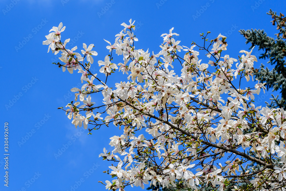 Many delicate white magnolia flowers in full bloom on tree branches towards clear blue sky in a garden in a sunny spring day, beautiful outdoor floral background
