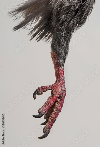 Paw of a wild dove. Macro photo. Texture of feathers, leather, claws.