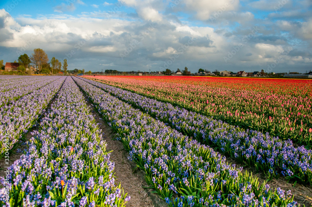 tulip field of tulips