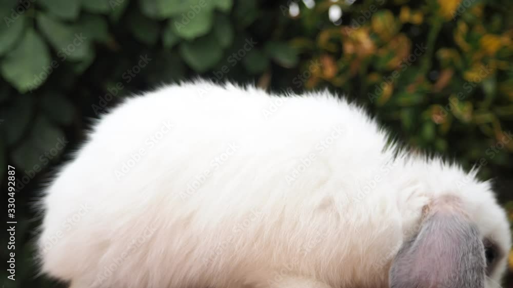 rabbit on green and yellow tree, white rabbit little rabbit, white bunny