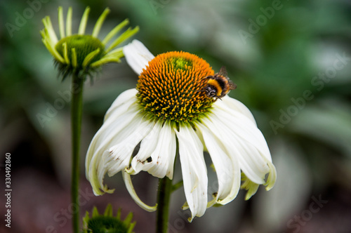 bee on a white flower