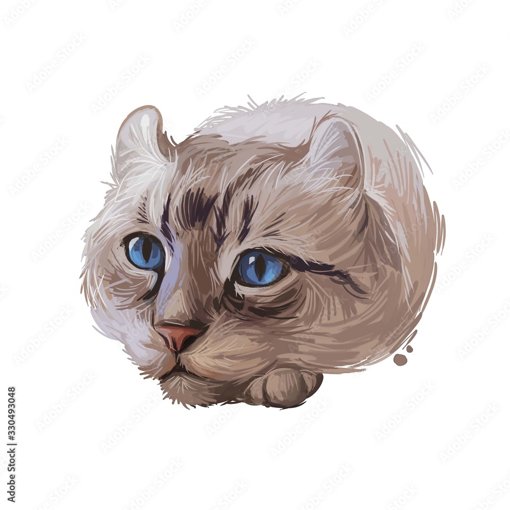 Φωτογραφία Highlander kitten lying on paw on white background
