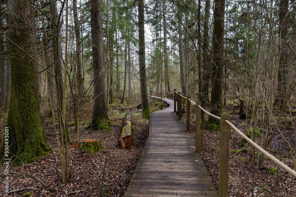 Bialowieza Forest. Path among the trees.