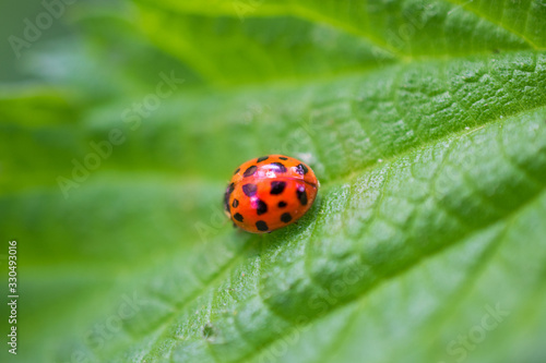 ladybug on green leaf close up