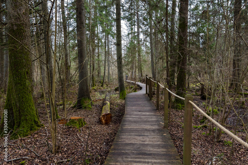 Bialowieza Forest. Path among the trees.