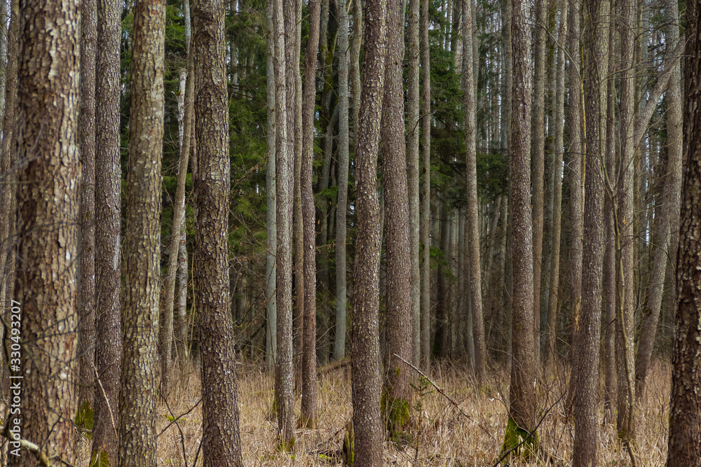 Brown tree trunks in the forest. Brown tree trunks in the forest.