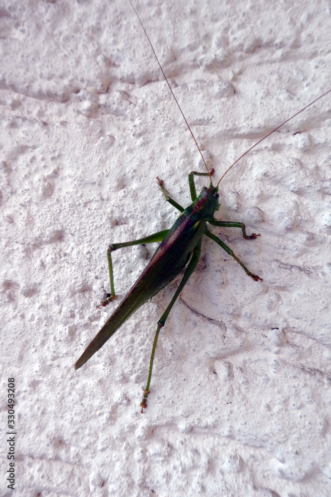 Großes Heupferd (Tettigonia viridissima)