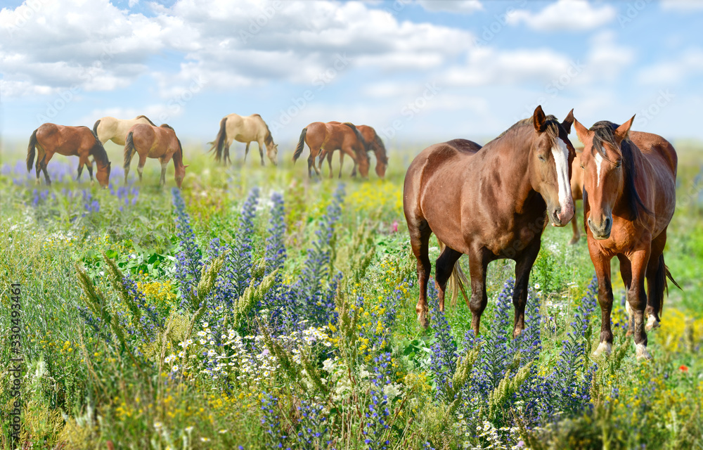 Panorama view of horses in the field flowers on summer day Panorama view of horses in the field flowers on summer day
