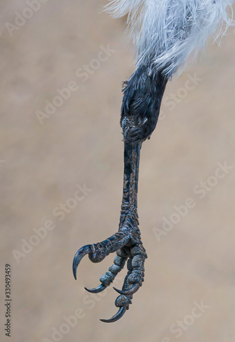 Paw of a gray crow closeup. Macro photo. Claws, skin of the iperium of a raven. Image for scientific work. Bird flu.
