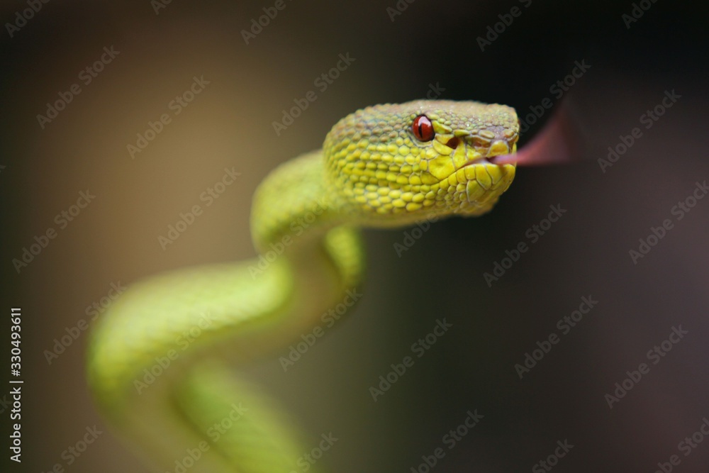 mangrove pit viper is a venomous pit viper species native to India, Bangladesh and Southeast Asia. mangrove pit viper is a venomous pit viper species native to India, Bangladesh and Southeast Asia.