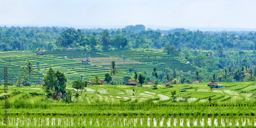 Bali island green rice terraces of Jatiluwih.