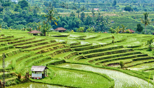 Bali island green rice terraces of Jatiluwih.