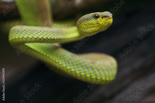 mangrove pit viper  is a venomous pit viper species native to India, Bangladesh and Southeast Asia. 