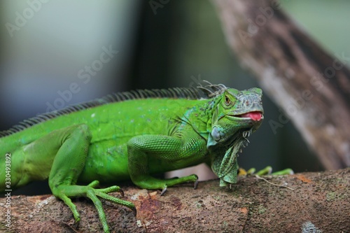 The green iguana  Iguana iguana   also known as the American iguana  is a large  arboreal  mostly herbivorous species of lizard of the genus Iguana.