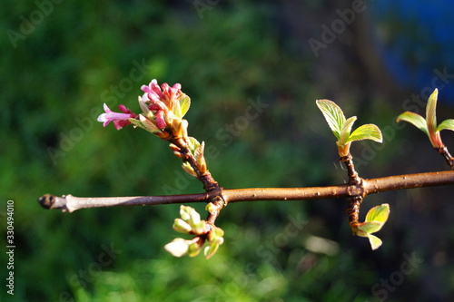 Frühling 