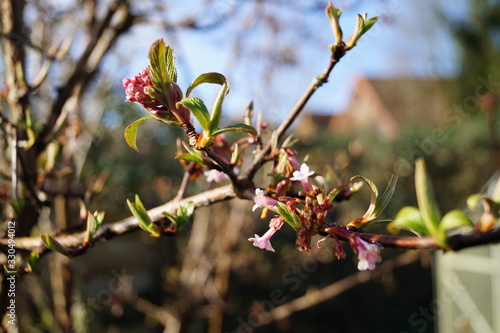 Frühling 