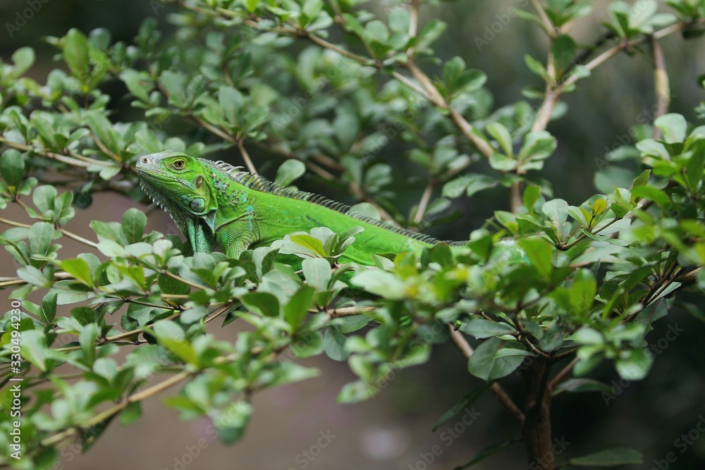 The green iguana (Iguana iguana), also known as the American iguana, is a large, arboreal, mostly herbivorous species of lizard of the genus Iguana. The green iguana (Iguana iguana), also known as the American iguana, is a large, arboreal, mostly herbivorous species of lizard of the genus Iguana.
