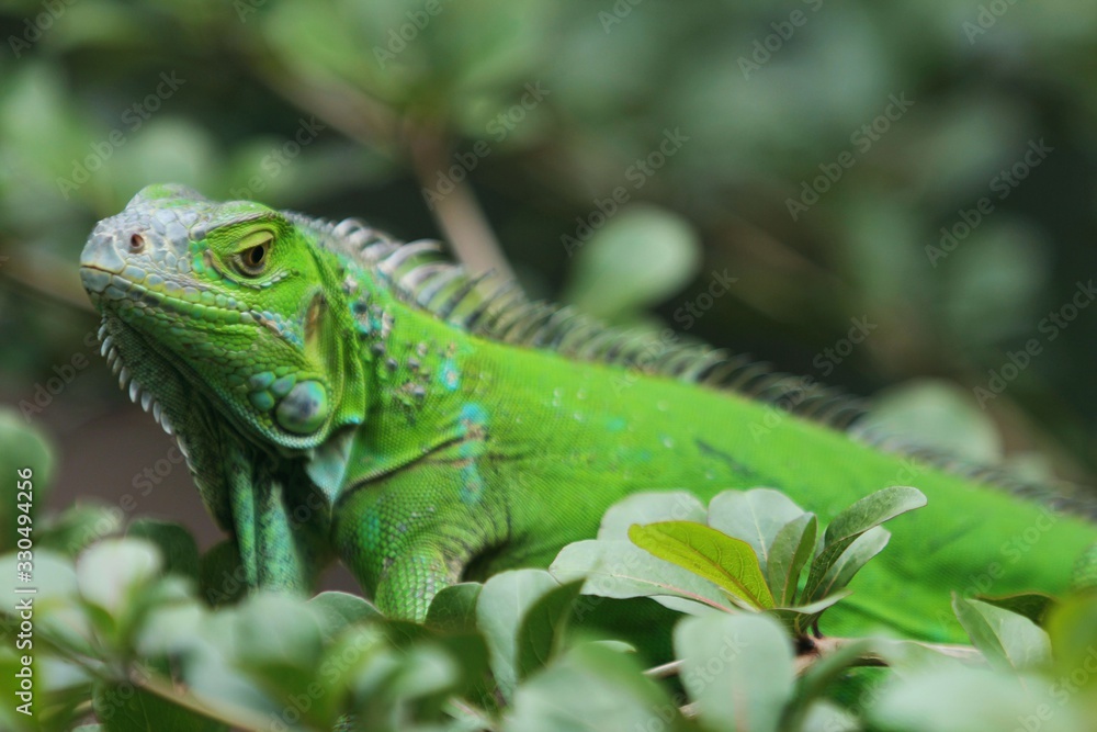 The green iguana (Iguana iguana), also known as the American iguana, is a large, arboreal, mostly herbivorous species of lizard of the genus Iguana. The green iguana (Iguana iguana), also known as the American iguana, is a large, arboreal, mostly herbivorous species of lizard of the genus Iguana.