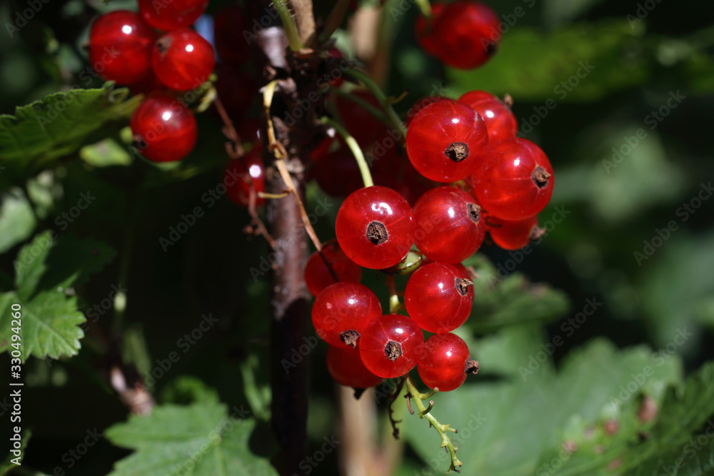 Growing red currant