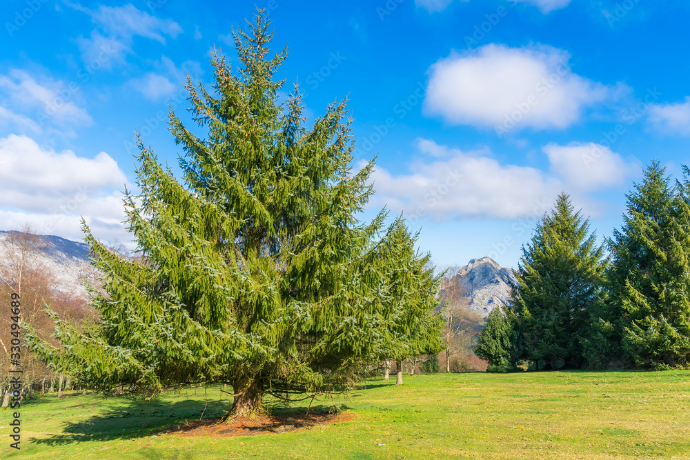 pine sunbathing in Urkiola natural park