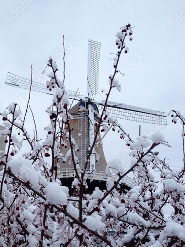 Windmill and Berries