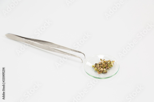 Hemp seeds in glass on laboratory desk