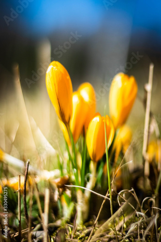 spring yellow crocuses flowers with bright sun on it 