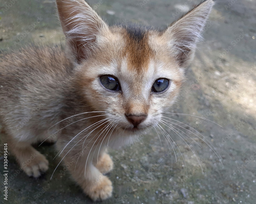 A grey color cute kitten looking straight into the camera. Indian pet cat image A grey color cute kitten looking straight into the camera. Indian pet cat image