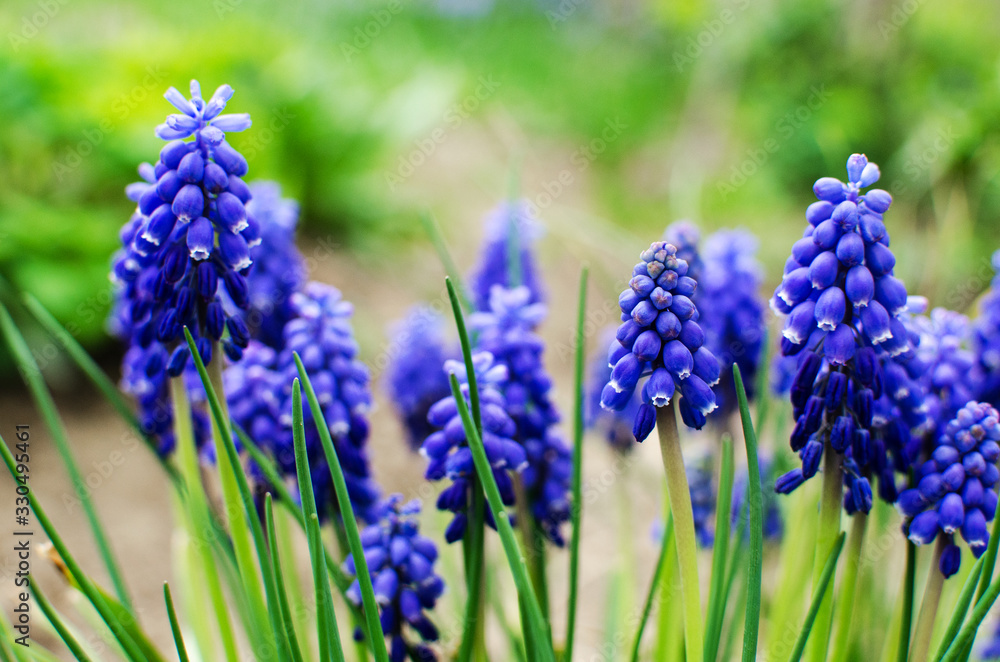 Little spring blue Muscari flowers bloom outdoors Little spring blue Muscari flowers bloom outdoors