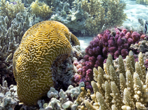Colorful reef underwater landscape