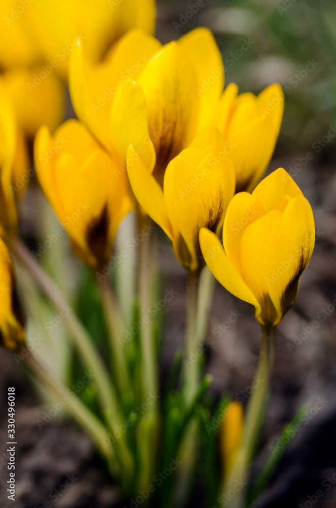 Little first spring flowers in the open air Little first spring flowers in the open air