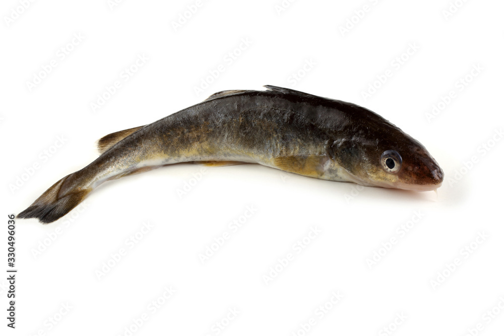 Saffron cod Saffron cod