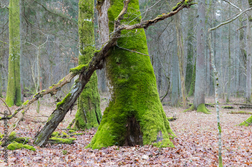 Wallpaper Mural Forest landscape with a tree covered with moss. Torontodigital.ca