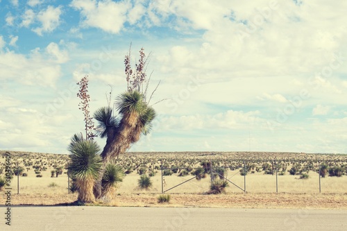 Very tall Tall Soaptree Yucca plant growing next to the road in New Mexico.  