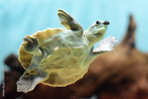          turtle