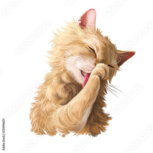 Photography Laperm kitten licking paw, red adorable pet isolated on white background