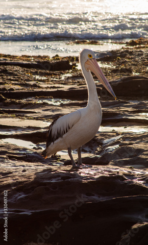 Pelican 1