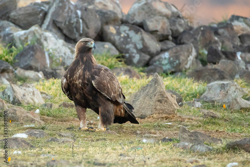 фотографія Golden eagle - Aquila chrysaetos