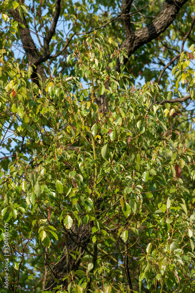 Close up of a fresh, green tree – nice background Close up of a fresh, green tree – nice background