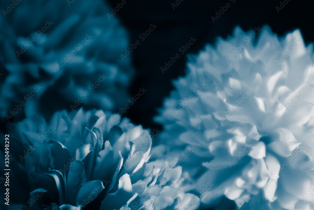 Beautiful abstract color purple and blue flowers on black background and blue graphic white flower frame and dark leaves texture, purple background, colorful graphics banner Beautiful abstract color purple and blue flowers on black background and blue graphic white flower frame and dark leaves texture, purple background, colorful graphics banner